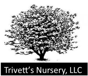 Trivett's Nursery with tree Large